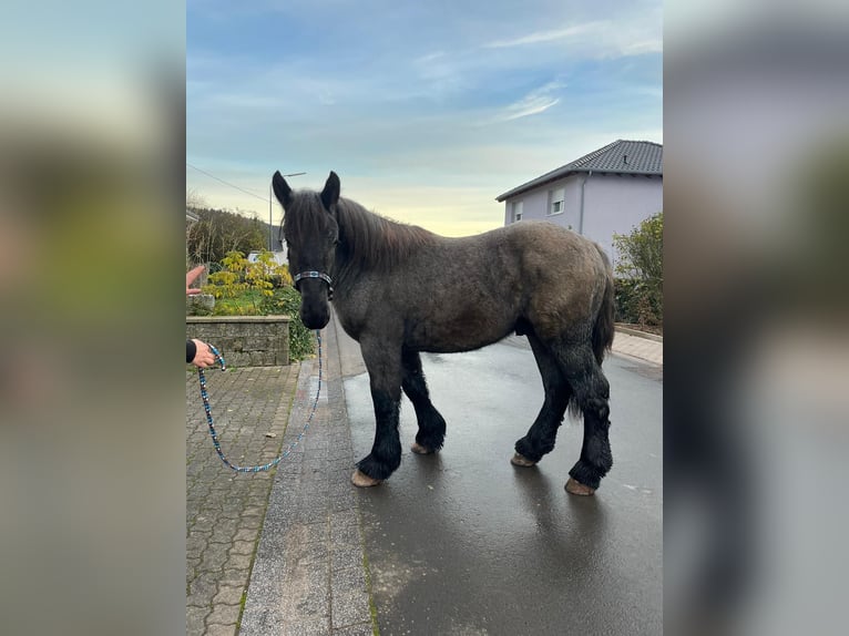 Ardennais Étalon 3 Ans 160 cm Rouan bleu in Gentingen