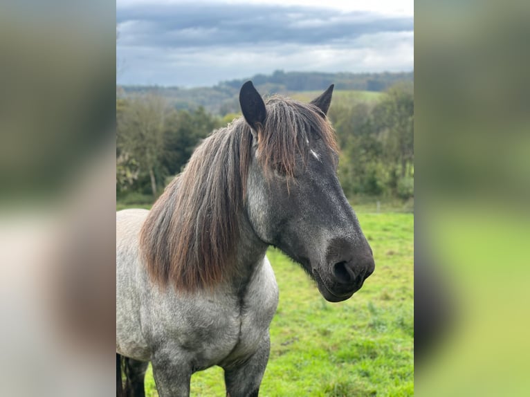 Ardennais Étalon 3 Ans 165 cm Rouan bleu in Gentingen