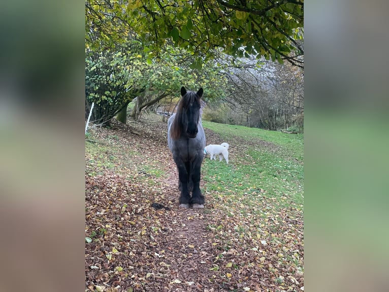 Ardennais Étalon 3 Ans 165 cm Rouan bleu in Gentingen