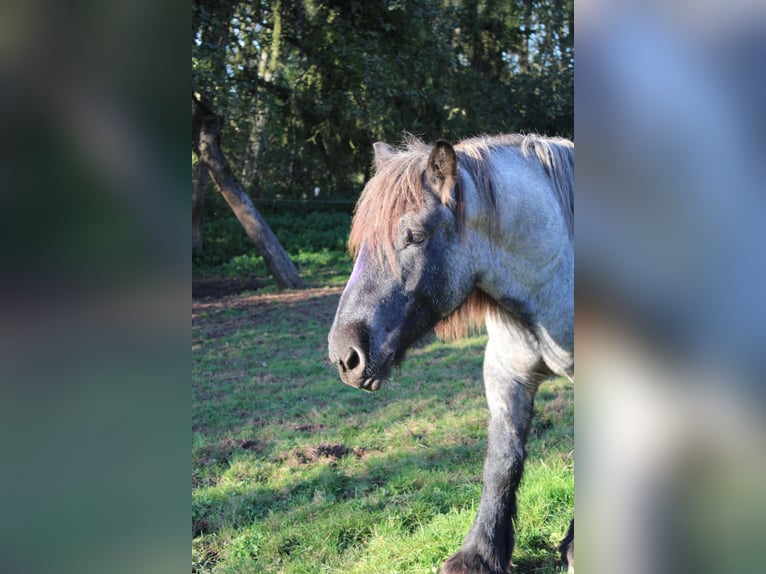 Ardennais Étalon 3 Ans 165 cm Rouan bleu in Gentingen