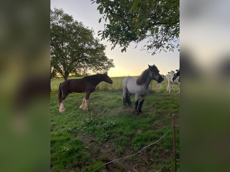 Ardennais Étalon 3 Ans 165 cm Rouan bleu in Gentingen