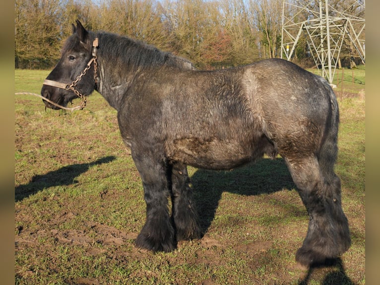 Ardennais Étalon 3 Ans Rouan bleu in SANEM