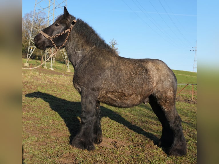 Ardennais Étalon 3 Ans Rouan bleu in SANEM