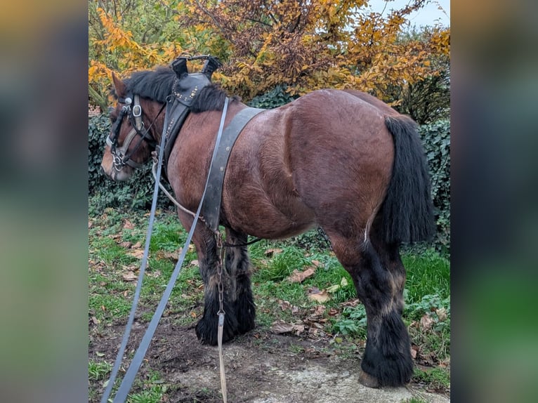 Ardennais Étalon 4 Ans Bai brun foncé in Neuville lez Beaulieu