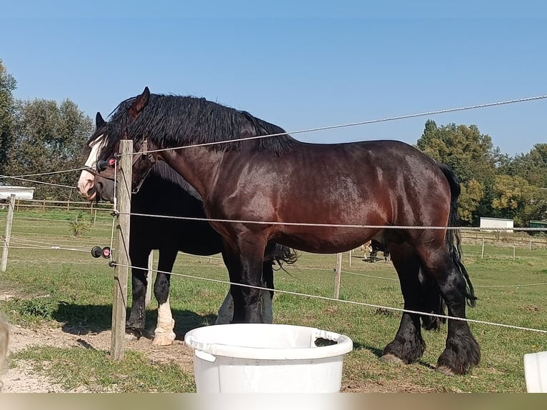 Ardennais Croisé Étalon 6 Ans 170 cm Bai in Groß-Umstadt