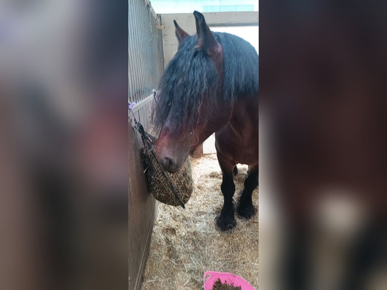 Ardennais Croisé Étalon 6 Ans 170 cm Bai in Groß-Umstadt