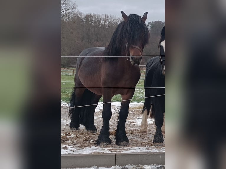 Ardennais Croisé Étalon 6 Ans 170 cm Bai in Groß-Umstadt