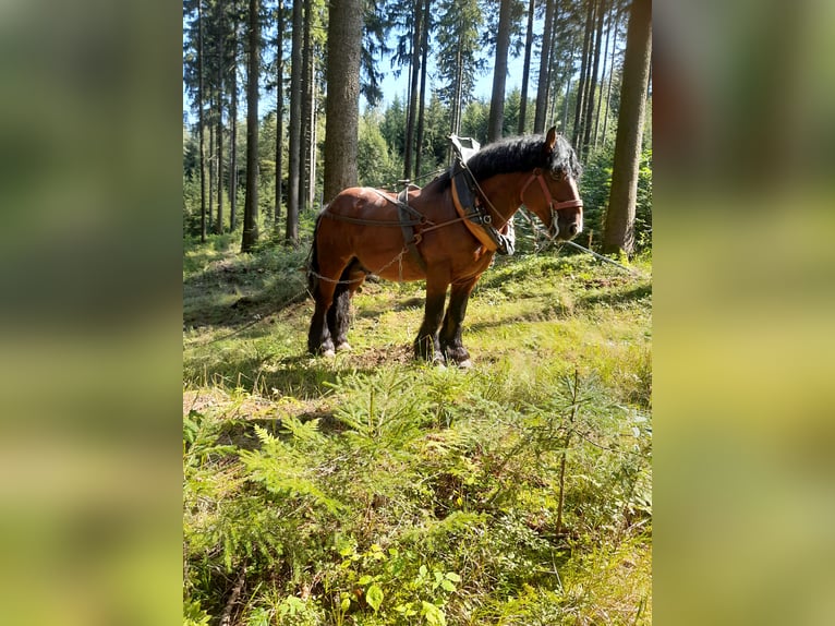 Ardennais Étalon 9 Ans 165 cm Bai in Breitenbrunn/Erzgebirg5