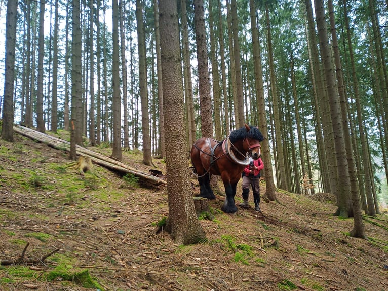 Ardennais Étalon 9 Ans 165 cm Bai in Breitenbrunn/Erzgebirg5