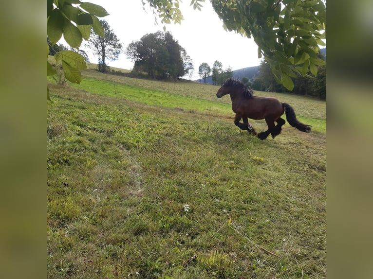 Ardennais Étalon 9 Ans 165 cm Bai in Breitenbrunn/Erzgebirg5