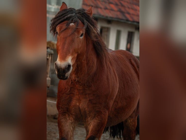 Ardennais Étalon Bai in Lamspringe