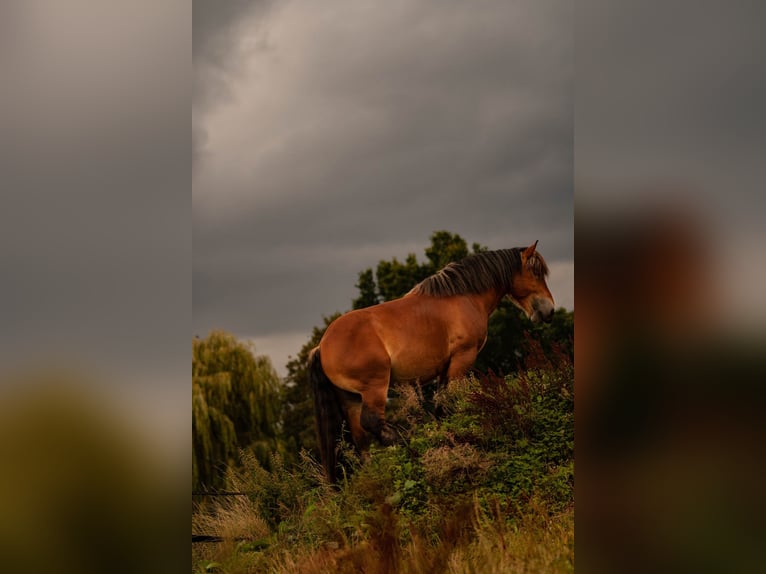 Ardennais Étalon Bai in Lamspringe