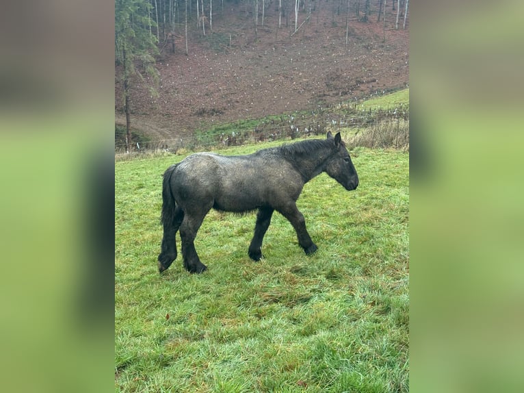 Ardennais Étalon Poulain (04/2025) 153 cm Rouan Bleu in Daleiden