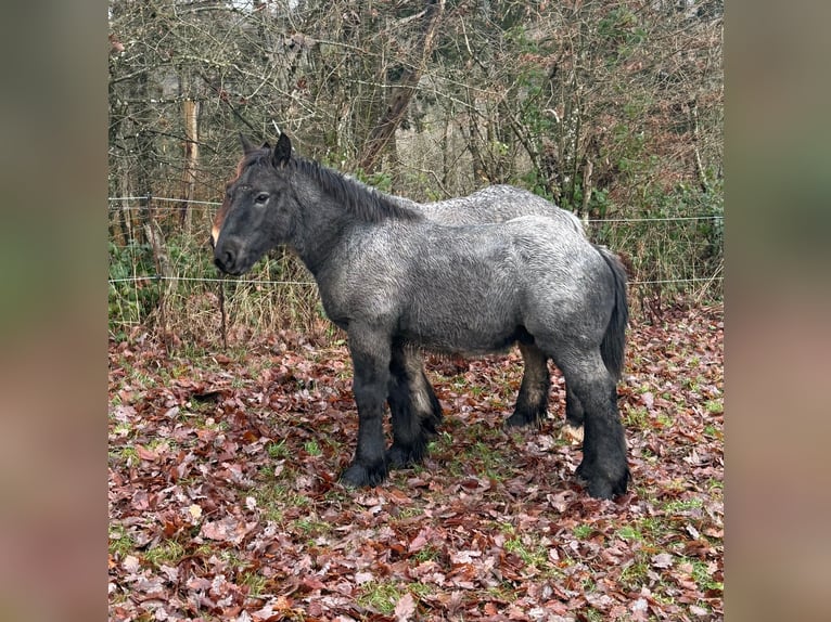 Ardennais Étalon Poulain (04/2025) 153 cm Rouan Bleu in Daleiden
