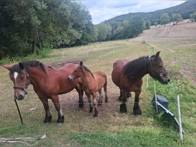 Ardennais Étalon Poulain (06/2026) 155 cm Bai in Sondershausen