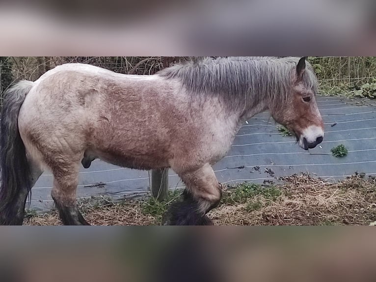 Ardennais Hongre 17 Ans Bai clair in st leonard