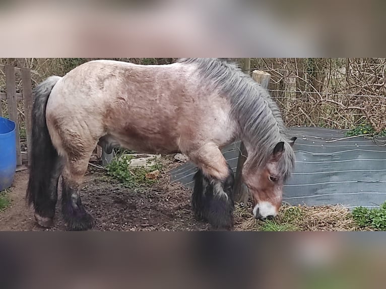 Ardennais Hongre 17 Ans Bai clair in st leonard