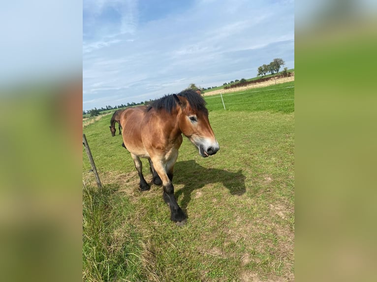 Ardennais Hongre 2 Ans 150 cm Bai clair in Merzkirchen