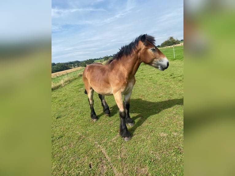 Ardennais Hongre 2 Ans 150 cm Bai clair in Merzkirchen