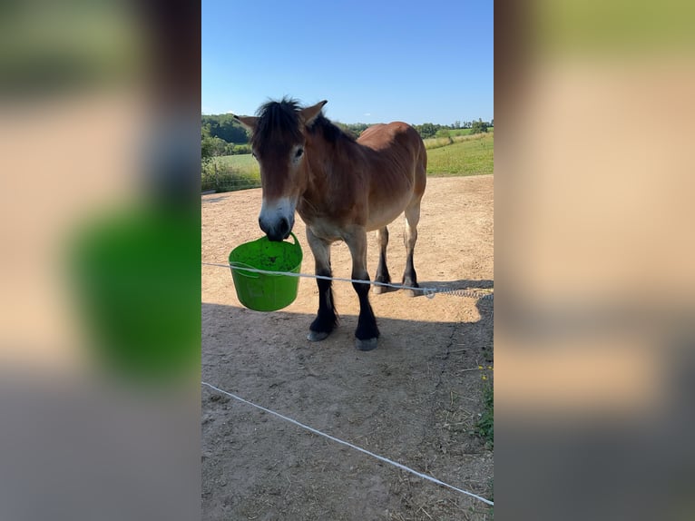 Ardennais Hongre 2 Ans 150 cm Bai clair in Merzkirchen