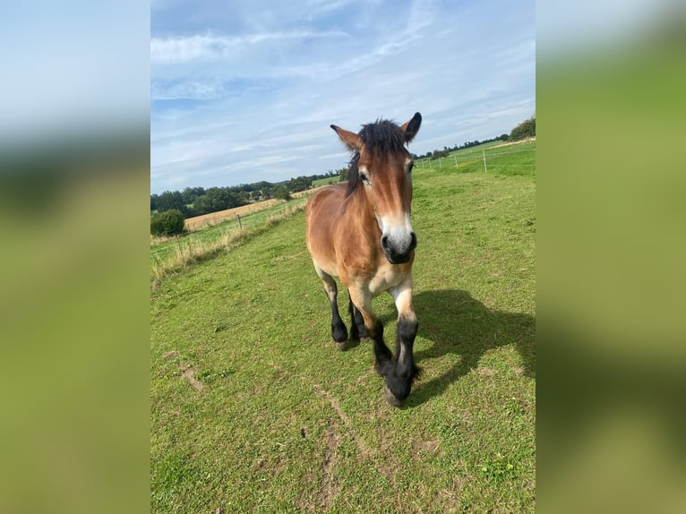 Ardennais Hongre 2 Ans 150 cm Bai clair in Merzkirchen