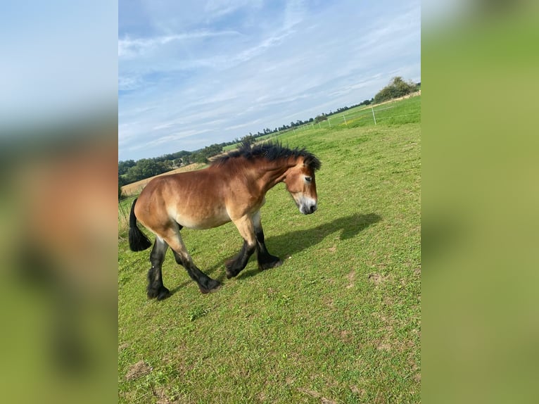 Ardennais Hongre 2 Ans 150 cm Bai clair in Merzkirchen