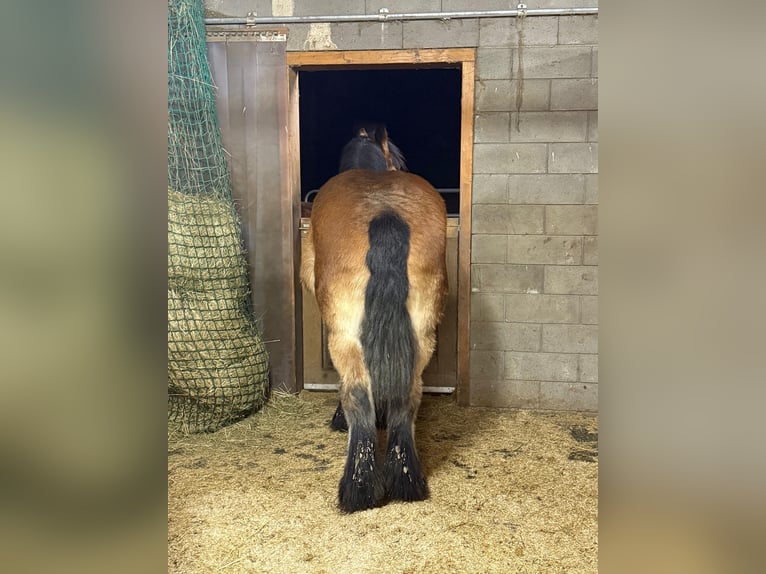 Ardennais Hongre 3 Ans 160 cm Bai in Daleiden