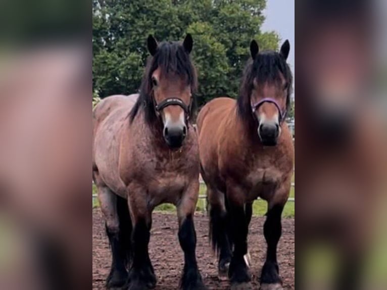 Ardennais Hongre 3 Ans 160 cm Bai in Schleim&#xFC;nde
