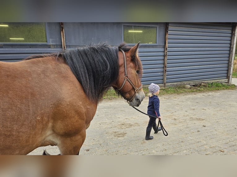 Ardennais Hongre 4 Ans 150 cm Bai in Scheuerfeld