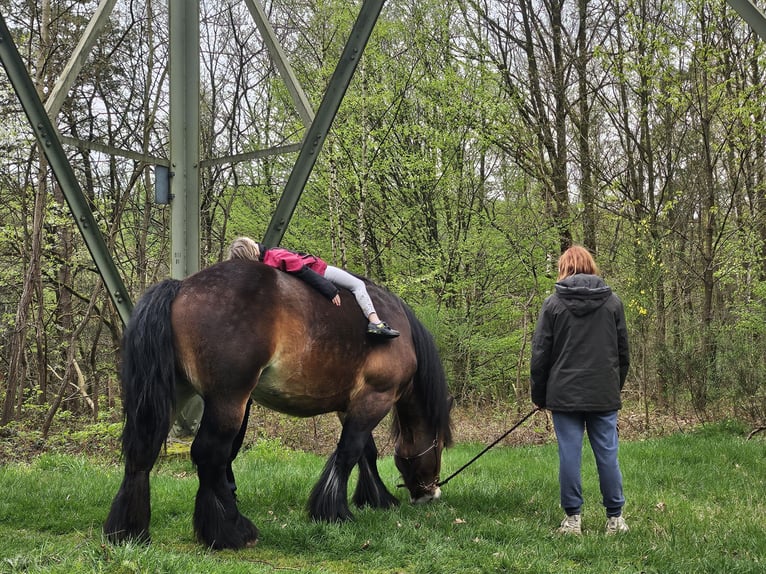 Ardennais Hongre 4 Ans 150 cm Bai in Scheuerfeld