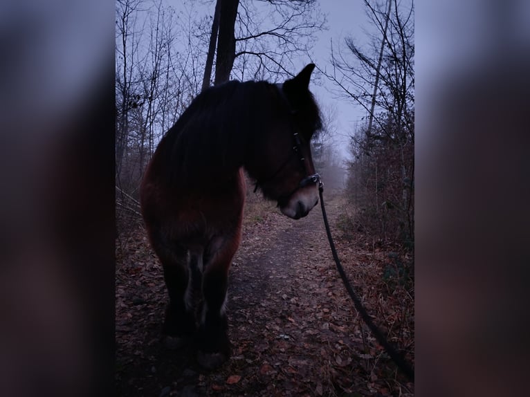 Ardennais Hongre 4 Ans 150 cm Bai in Scheuerfeld