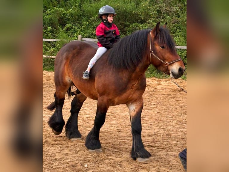 Ardennais Hongre 4 Ans 150 cm Bai in Scheuerfeld