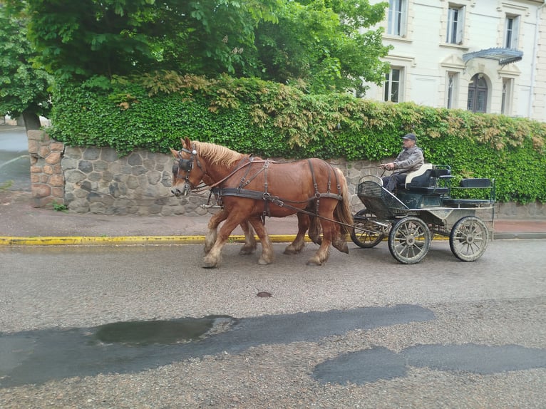 Ardennais Hongre 4 Ans 157 cm Alezan in Souternon