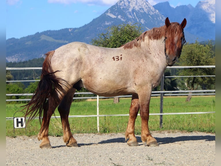 Ardennais Hongre 4 Ans 158 cm Rouan Rouge in Kirchbichl