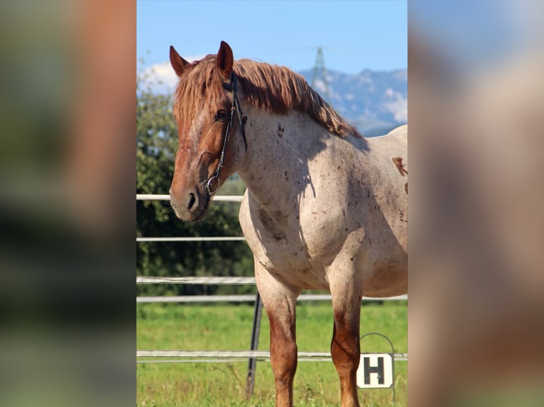 Ardennais Hongre 4 Ans 158 cm Rouan Rouge in Kirchbichl