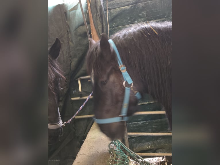 Ardennais Hongre 4 Ans 160 cm Noir in Schramberg