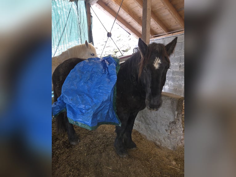 Ardennais Hongre 4 Ans 160 cm Noir in Schramberg