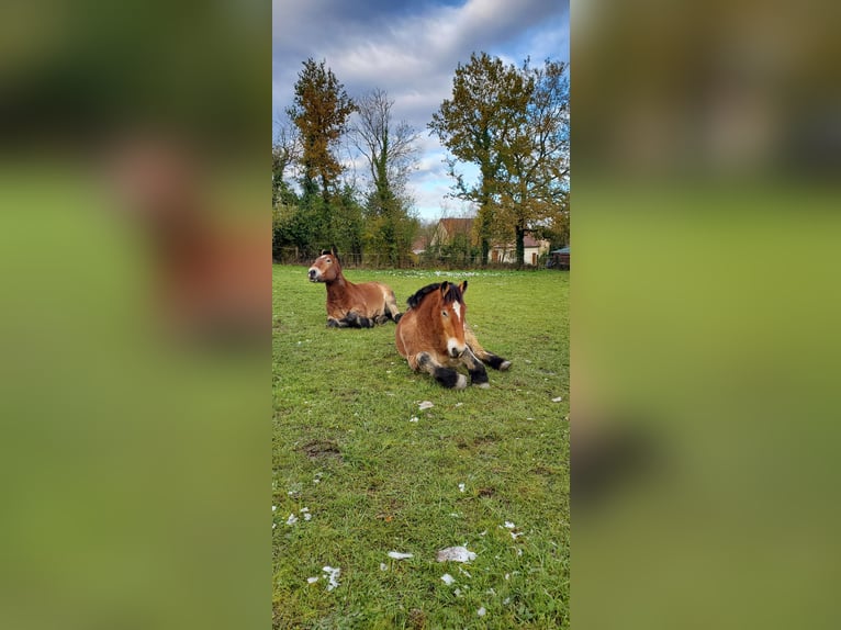 Ardennais Hongre 4 Ans 165 cm Alezan brûlé in Saint-Martin-d&#39;Auxigny