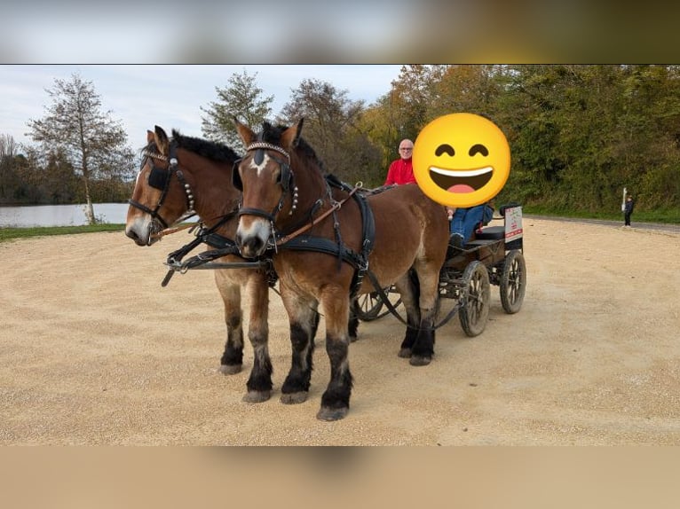 Ardennais Hongre 4 Ans 165 cm Alezan brûlé in Saint-Martin-d&#39;Auxigny