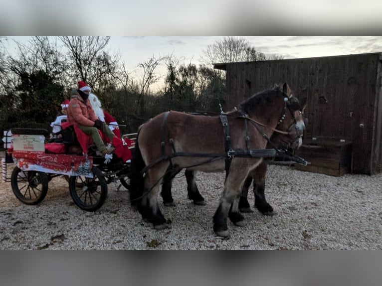 Ardennais Hongre 5 Ans 160 cm Bai brun in Saint-Martin-d&#39;Auxigny