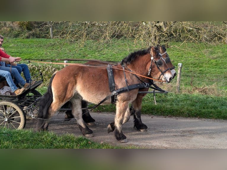 Ardennais Hongre 5 Ans 165 cm Alezan brûlé in Saint-Martin-d&#39;Auxigny