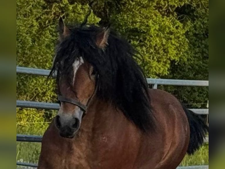 Ardennais Hongre 6 Ans 162 cm Bai in H&#xFC;rup