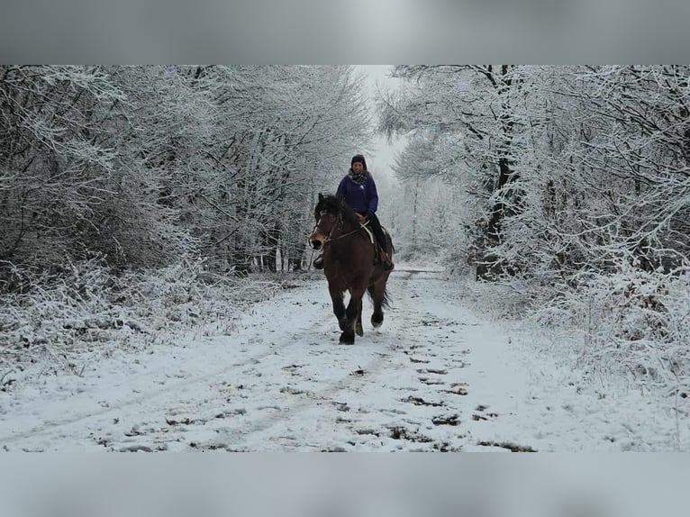 Ardennais Hongre 7 Ans 170 cm Bai in Linkenbach