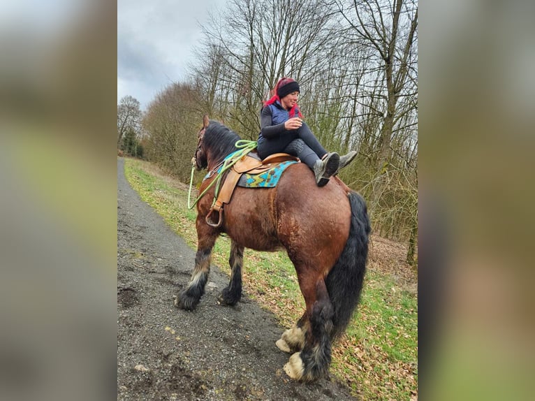 Ardennais Hongre 7 Ans 170 cm Bai in Linkenbach