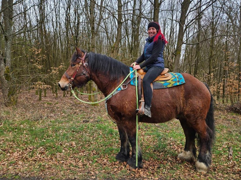 Ardennais Hongre 7 Ans 170 cm Bai in Linkenbach
