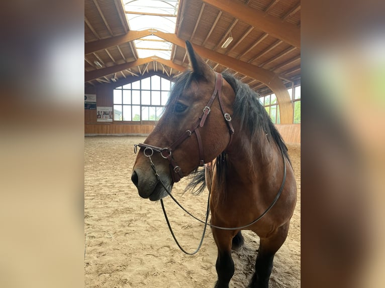 Ardennais Jument 14 Ans 150 cm Bai in Seeburg