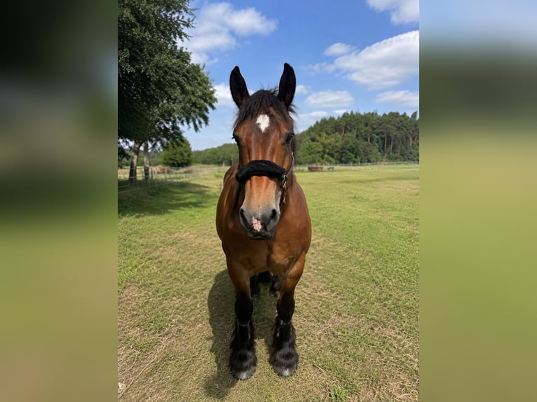 Ardennais Jument 15 Ans 148 cm Bai in BurgwedelBurgwedel