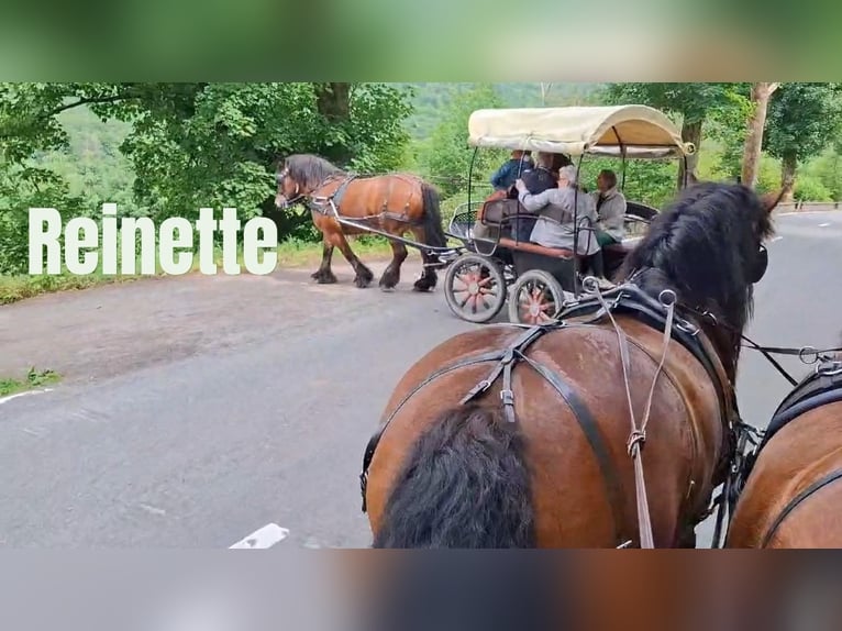 Ardennais Jument 17 Ans 160 cm Bai in Rochehaut