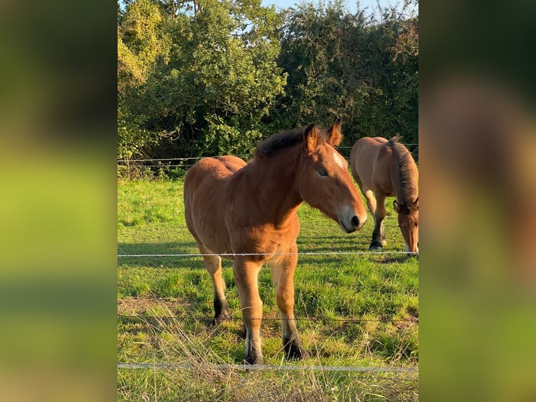 Ardennais Jument 1 Année 140 cm Bai in Merzkirchen