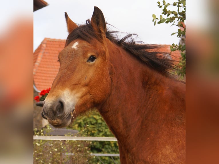 Ardennais Jument 2 Ans 155 cm Bai in Velpke